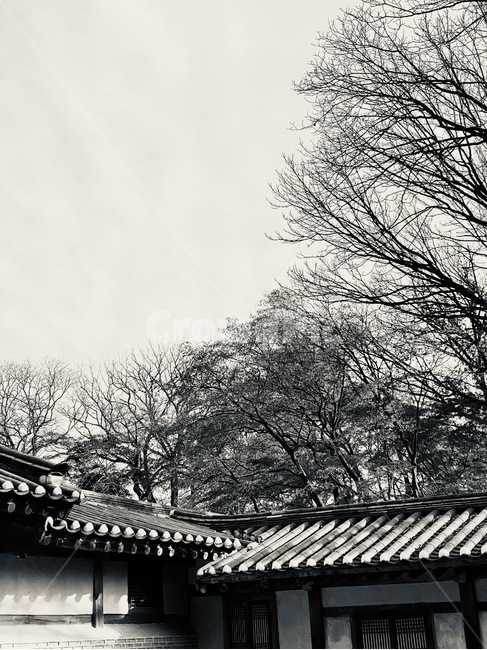 흑백,기와,한옥,궁궐,창덕궁,창덕궁후원,나무,한국전통,한국문화,korean traditional,korean culture,흑백,모노톤,monochrome,black and white,건축물,건물외관,exterior,building,structure,architecture,construction