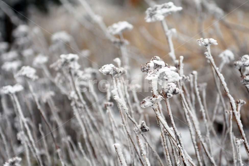 눈,풍경,겨울,상고대,눈꽃,겨울,계절,winter,season,식물,자연,plants,nature,감성,sensible,feeling