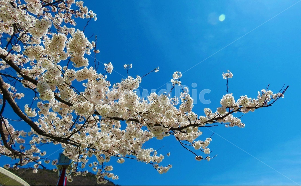 벚꽃,꽃,cherry,하늘,푸름,sky