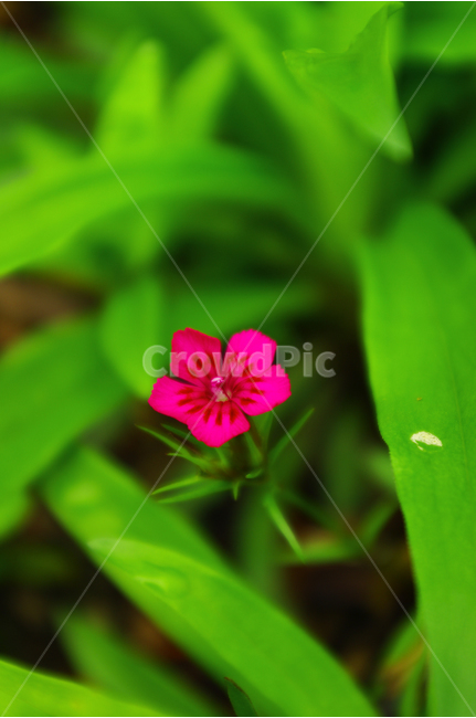 패랭이꽃,식물,꽃,flower,color,자연,nature,식물,자연,plants,nature,꽃,flower