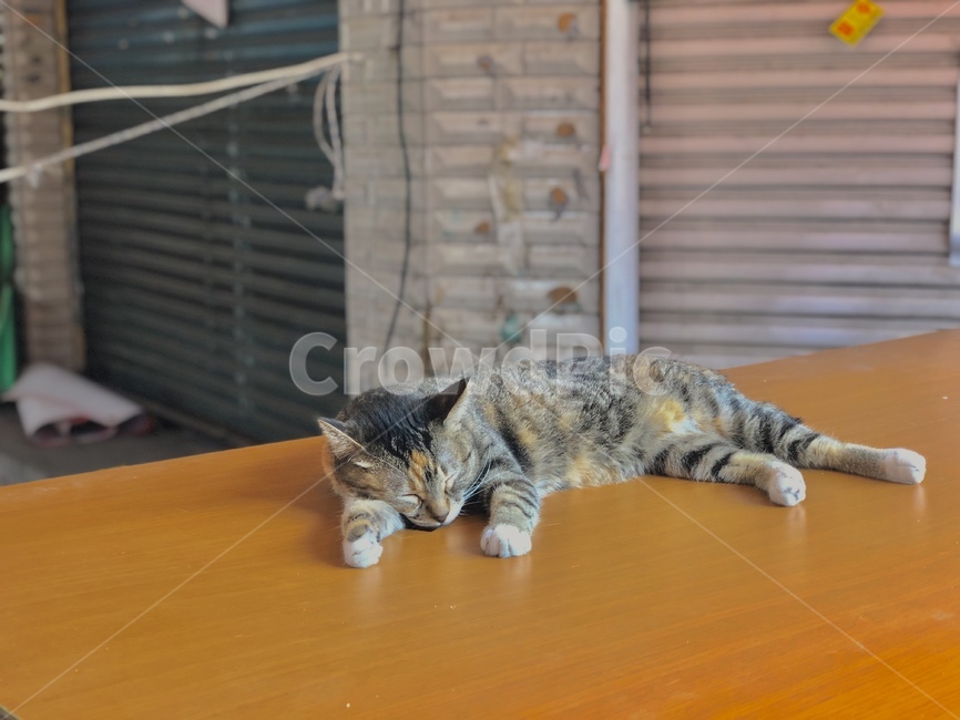 길,길고양이,나비,잠,낮잠,동물,animal,포유류,mammal,고양이,cat,kitten,kitty