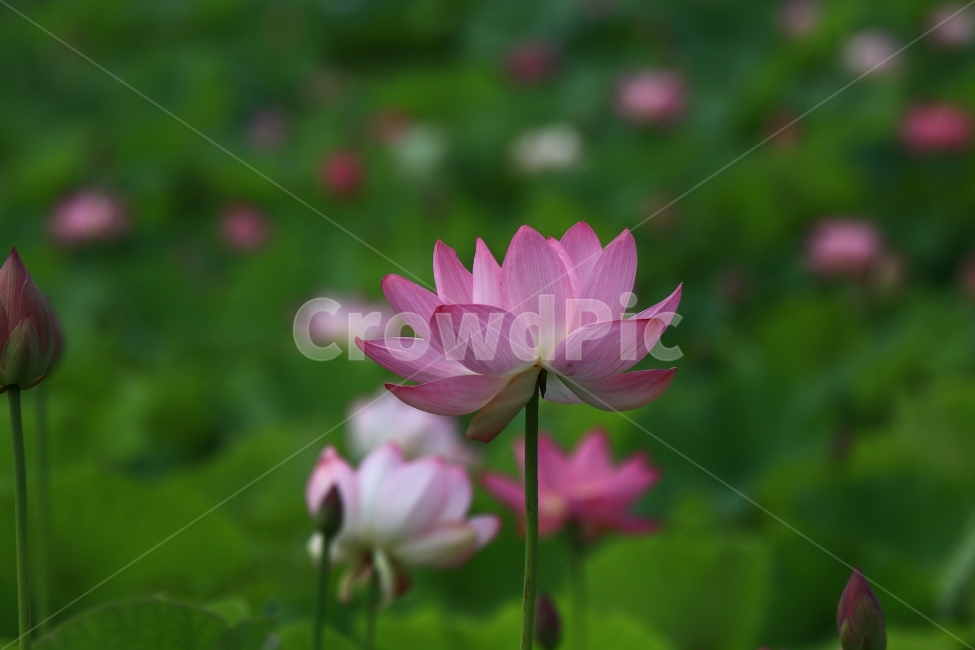 연꽃,홍련,백련,연잎,연,부여,궁남지,꽃,꽃사진,flower,식물,자연,plants,nature,꽃,flower