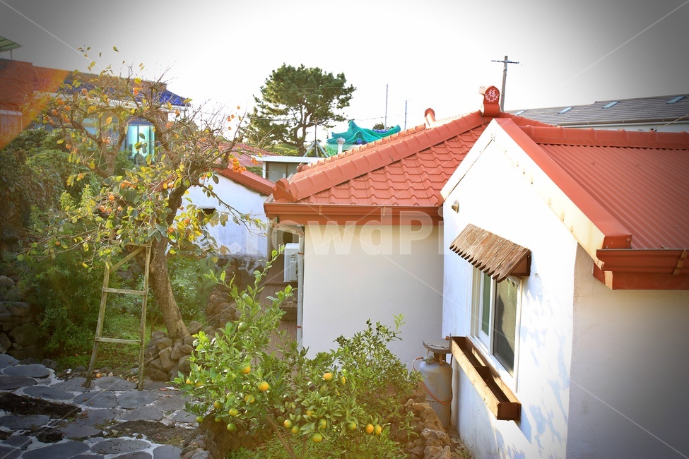 roof,지붕,사다리,감나무,귤나무,오후햇살,가을오후