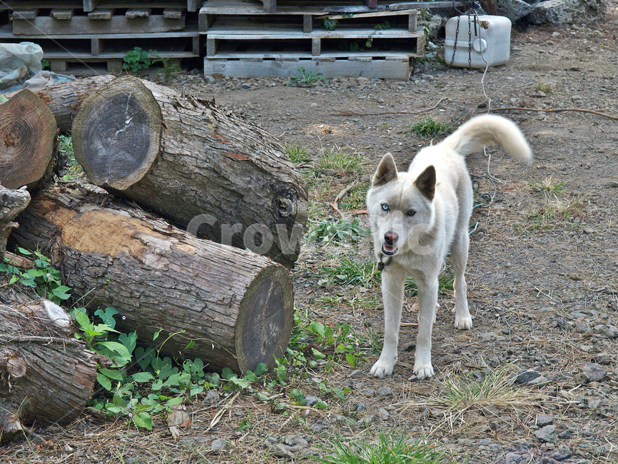 Odd Eye,albino,country dog,animal,bowwow,dog
