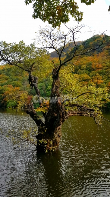 주산지,나무,반영,가을,정취,가을,계절,fall,autumn,season,식물,자연,plants,nature,나무,trees,wood,water,물,tree,plant,outdoors,옥외,tree trunk,나무 줄기