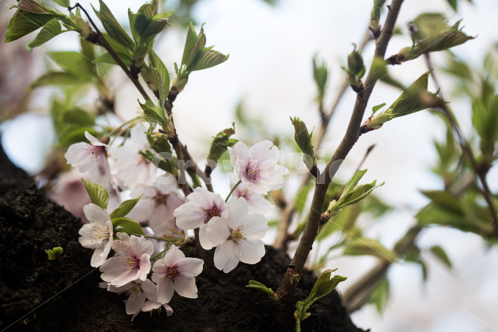 spring,cherryblossoms,pink,warm,벚꽃,분홍색,핑크색,봄,따듯함,plant,식물,flower