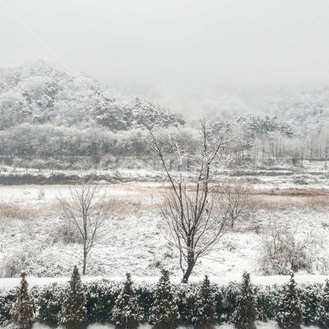 겨울,전주,눈,감성,풍경,나무,눈꽃,겨울,계절,winter,season