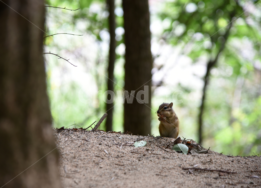 다람쥐,동물,산,나무,월정사,전나무,가을,숲길,자연,포유류,설치류,animal,squirrel,rodent,mammal,autumn,fall,동물,animal,포유류,mammal