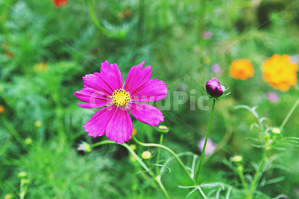 코스모스,꽃,꽃잎,식물,자염,공원,가을,가을꽃,식물,자연,plants,nature,꽃,flower