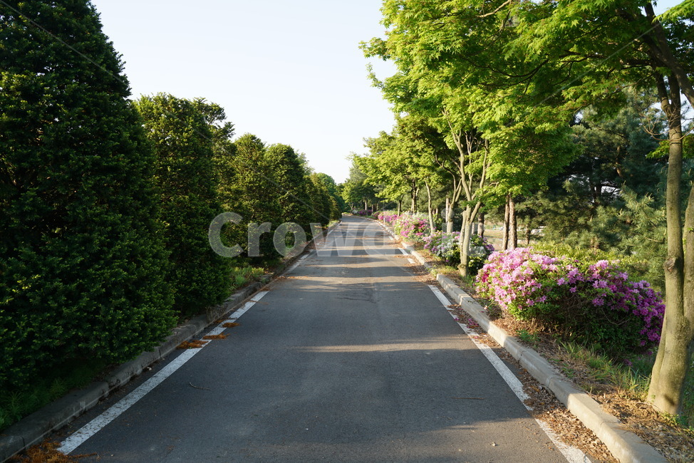 흰철쭉,자산홍,영산홍,철쭉,하얀철쭉,가로수,단풍,산책로
