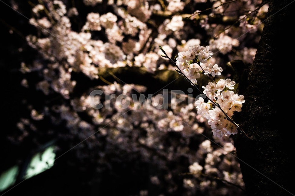 벚꽃,야간벚꽃,밤벚꽃,벚꽃나무,운천저수지,벚꽃놀이,봄,계절,spring,season,야경,밤,풍경,nightscape,night,landscape,plant,식물,cherry blossom,blossom,꽃,flower