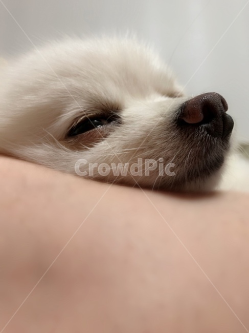포메라니안,졸음,졸린강아지,puppy,강아지코,댕댕이,개코,반려동물,귀여운,사랑스러운
