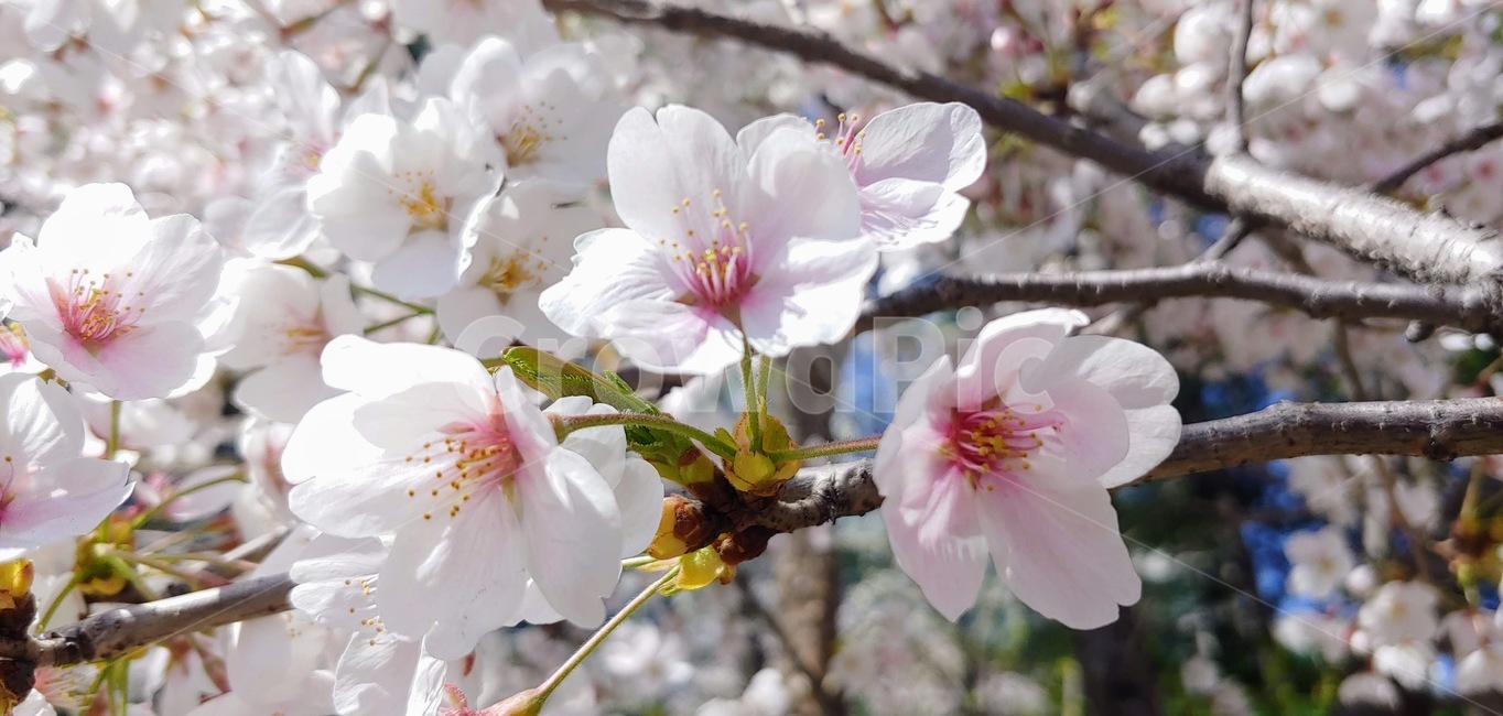 plant,식물,blossom,꽃,flower,벚꽃,봄
