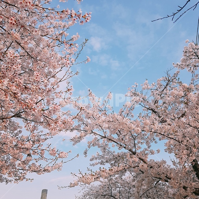 벚꽃,봄,하늘,한강,꽃비