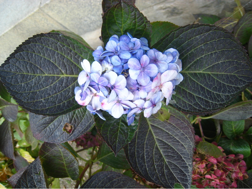 수국,꽃,잎,파랑,보라,녹색,진녹색,식물,배경,hydrangea,flower,blue,purple,green,plant,leaf,background,wallpaper,식물,자연,plants,nature,꽃,flower