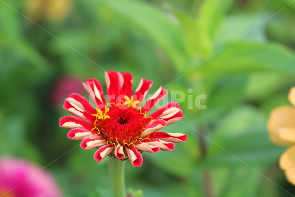 백일홍,꽃,백일홍꽃,식물,자연,국화과,식물,자연,plants,nature,꽃,flower