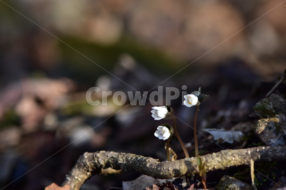 너도바람꽃,야생화,봄,꽃,풀꽃,자연,식물,식생,감성,힐링,plants,nature,spring,season,flower,emotion,feeling,흰색,초본,너도바람꽃속