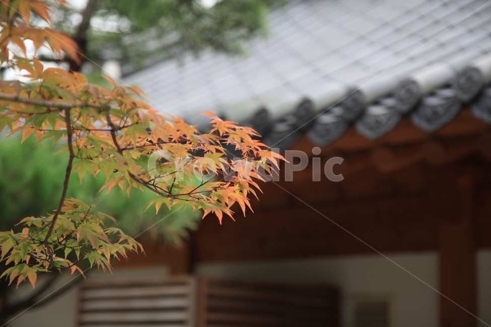 경기도,광주시,곤지암,화담숲,가을,가을,계절,fall,autumn,season,식물,자연,plants,nature,plant,leaf,잎,tree,나무,maple,단풍