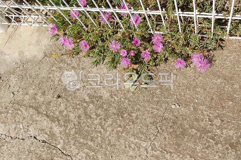 들꽃,분홍꽃,핑크,식물,꽃,plant