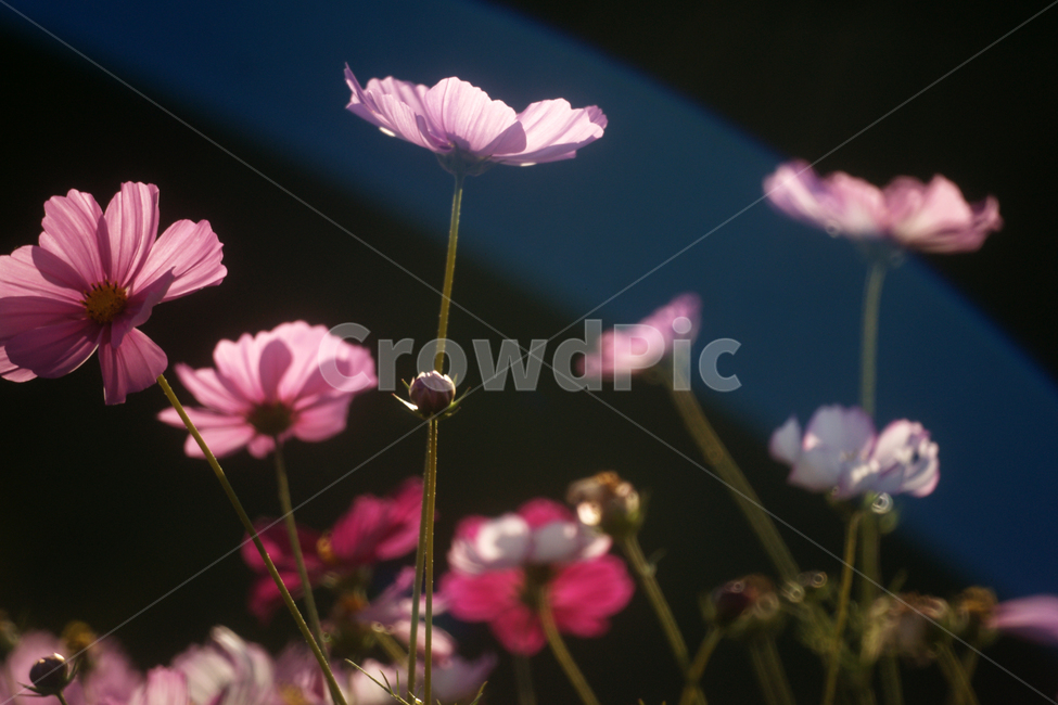 코스모스,꽃,식물,줄기,가을,자연,계절,가을,계절,fall,autumn,season,식물,자연,plants,nature,꽃,flower,blossom,geranium,제라늄,plant