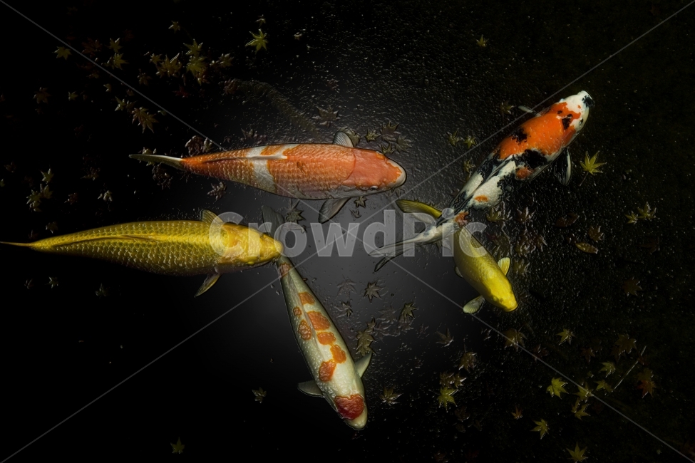 금붕어,연못,물,어항,수족관,동물,animal,어류,물고기,fish