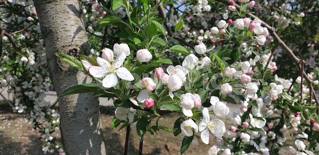꽃,봄,식물,색감,선명한,꽃나무,식물,자연,plants,nature,꽃,flower