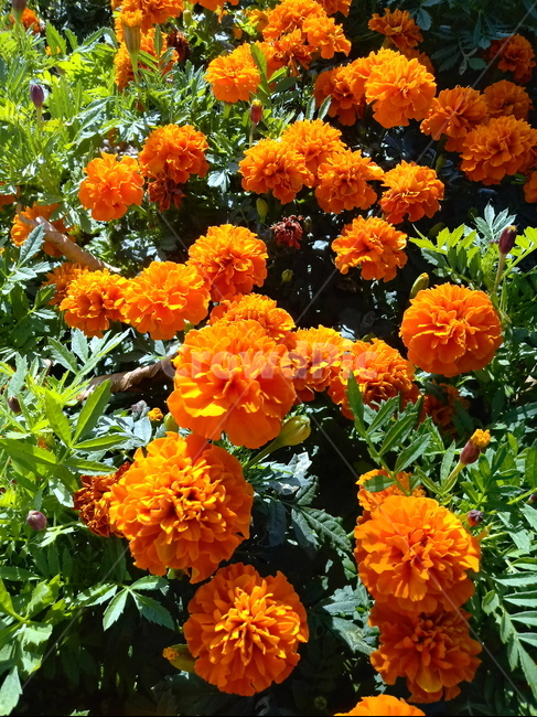 금잔화,금송화,金松花,옥동동화,성주화,당금잔,식물,꽃,plant,flower,potmarigold,관상용,한해살이풀,식물,자연,plants,nature,꽃,flower