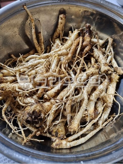 음식,food,식재료,도라지,야채,뿌리,나물,채소