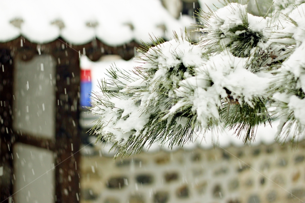 한옥,한옥마을,담벼락,흰눈,snow,겨울,풍경,landscape,landmark,traditional,함박눈,겨울,계절,winter,season,식물,자연,plants,nature