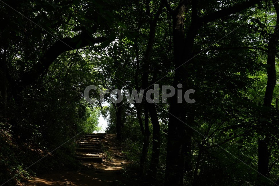 자연,숲,길,그늘,녹음,nature,forest,healing,shadow,green,힐링,휴식,시원함,고요함,relaxation,cool,calm,forestbathing,freshness,자연,풍경,nature,landscape