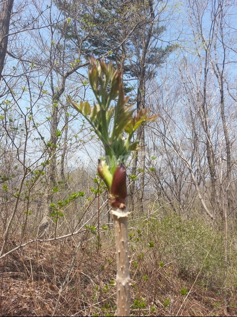 두릅,참두릅,자연산두릅,두릅나무,두릅나물,산두릅,야생두릅,식물,자연,plants,nature