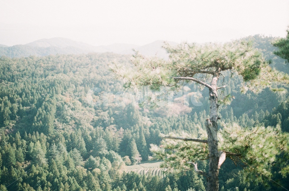 나무,tree,식물,숲,소나무,정상,forest,자연,풍경,nature,landscape