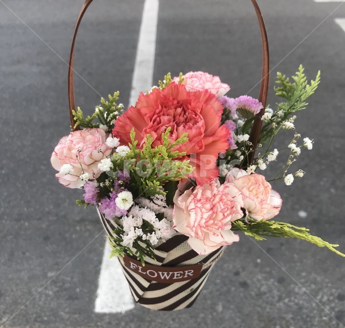 plant,식물,flower,꽃,blossom,식물,자연,plants,nature,꽃,flower