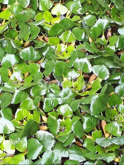 한해살이,연못,물풀,진흙,도금양목,식물,자연,plants,nature