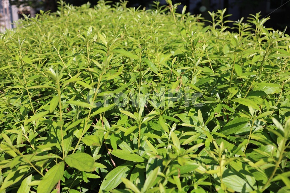식물,자연,초록,plants,nature,green,shokubutsu,midori,식물,자연,plants,nature
