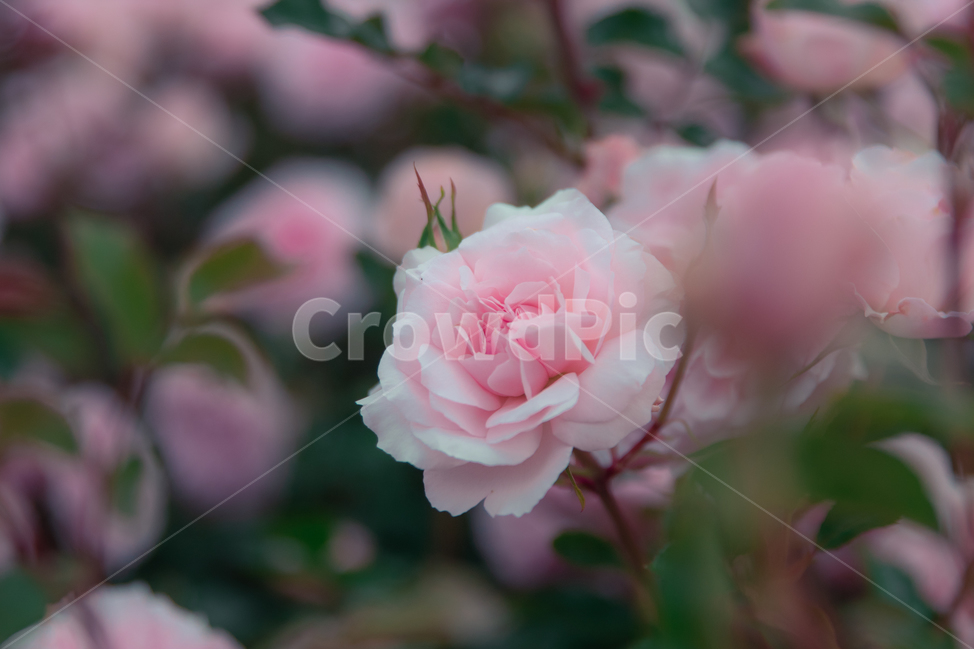 장미,장미꽃,rose,flower,꽃,red,pink,식물,자연,plants,nature,꽃,flower