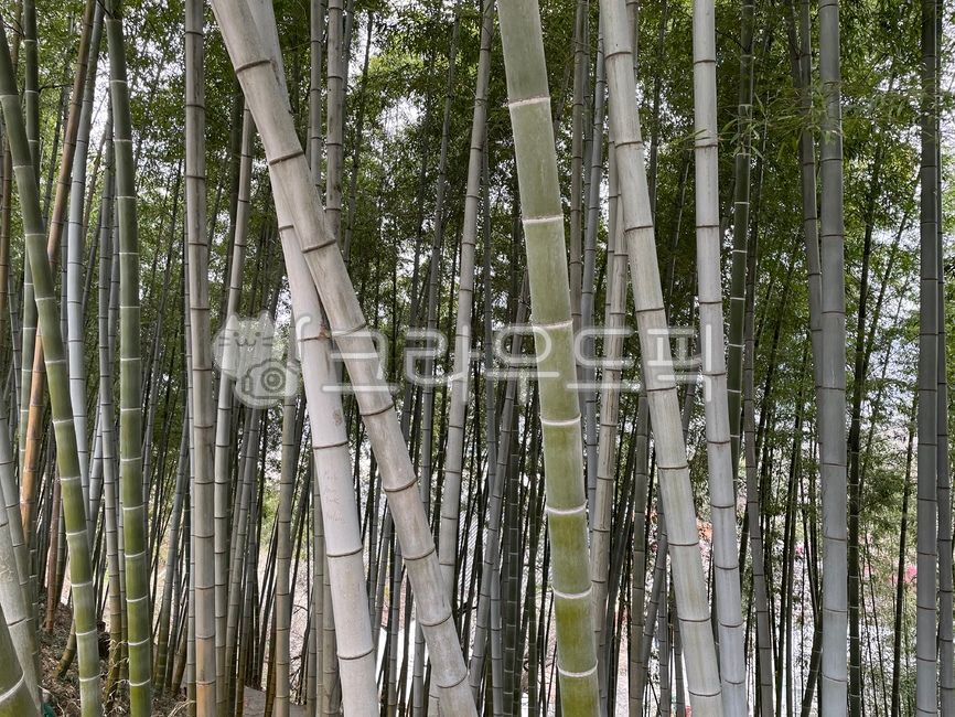 plant,식물,대나무,죽,마디,대나무마디,죽통,bamboo