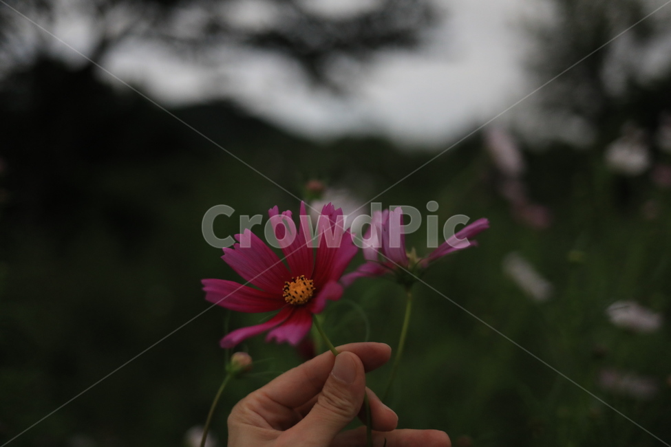 가을,코스모스,제주,fall,cosmos,flower,꽃,가을,계절,fall,autumn,season,식물,자연,plants,nature,꽃,flower,신체일부,몸,body,plant