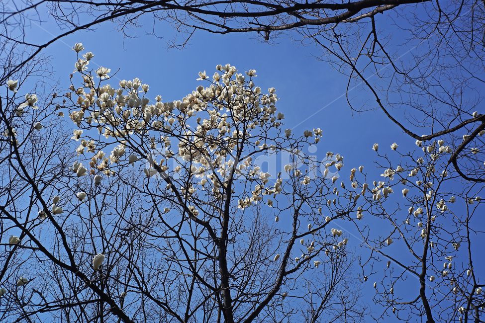 목련,봄,하얀색,하얀목련,목련나무,kobusmagnolia