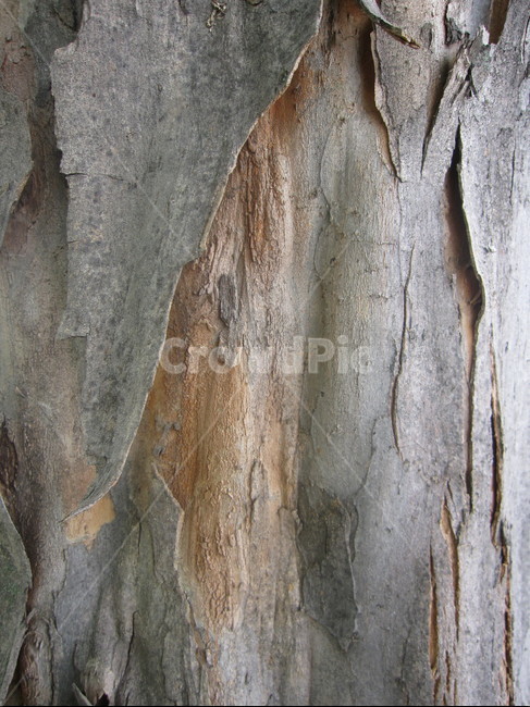나무,나무껍질,나무표면,나무질감,나무재질,텍스쳐,질감,질감표현,tree,wood,texture,패턴,나무,trees,wood,텍스처,질감,패턴,texture,pattern