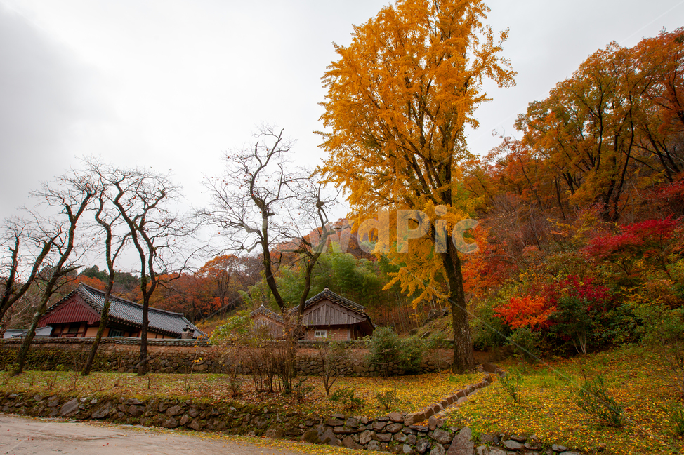 가을,단풍,풍경,노란색,빨간색,자연,단풍풍경,가을,계절,fall,autumn,season,한국전통,한국문화,korean traditional,korean culture,건축물,건물외관,exterior,building,structure,architecture,construction,nature,outdoors,옥외,건물