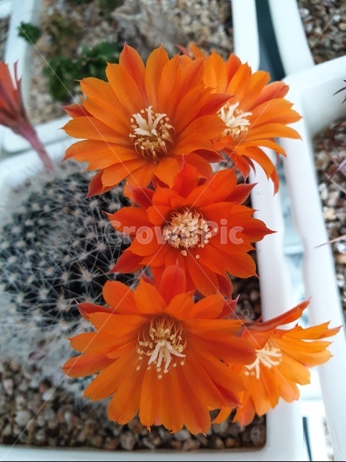 선인장,꽃,화분,flower,식물,자연,주황