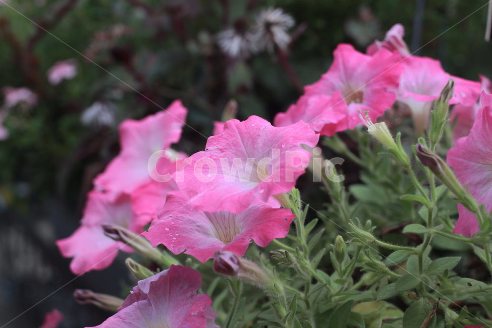 plant,식물,flower,꽃,무궁화,나무