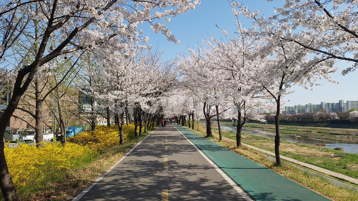 안양천,벚꽃,봄,산책,식물,봄,계절,spring,season,plant