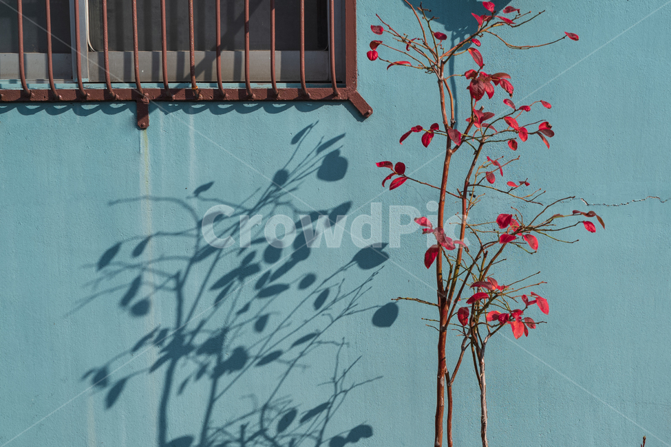 벽,담벼락,그림자,빈티지,단풍,나무,가을,계절,fall,autumn,season,색깔,색상,색채,색감,color sense,color sensitivity,feeling of color,handrail,난간,banister