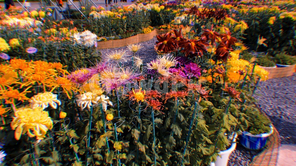 국화,꽃,자연,chrysanthemum,flower,bloom,nature,색깔,색상,색채,색감,colorsense,colorsensitivity,feelingofcolor,outdoors,옥외,식물,자연,plants,nature,꽃,flower