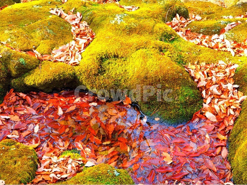 이끼,plant,식물,moss,단풍,낙엽,계곡,자연,풍경,nature,landscape