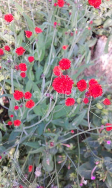 꽃,패랭이꽃,붉은색,레드,야생화,식물,자연,plants,nature,꽃,flower