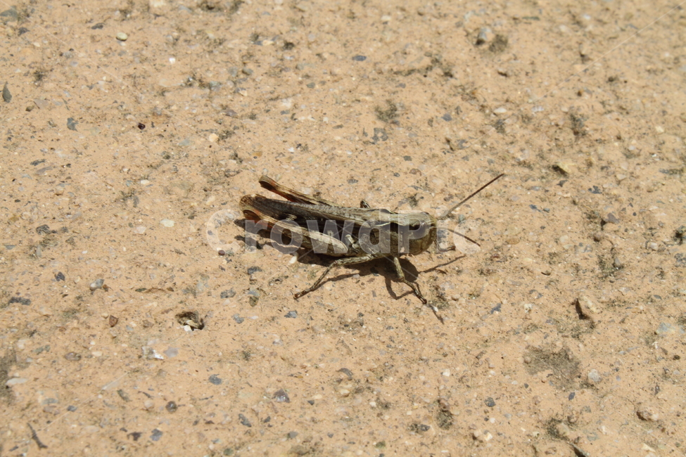 메뚜기,곤충,grasshopper,동물,locust,동물,animal,곤충,벌레,insect,bug