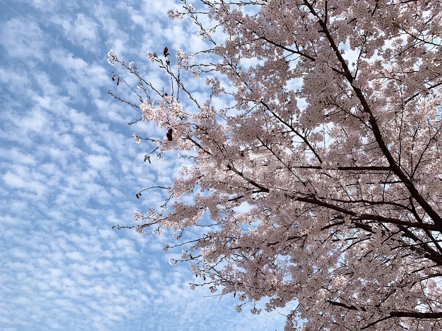 벚꽃,봄,벚나무,봄꽃,분홍색,나무,하늘,구름,spring,flower,blossom,sky